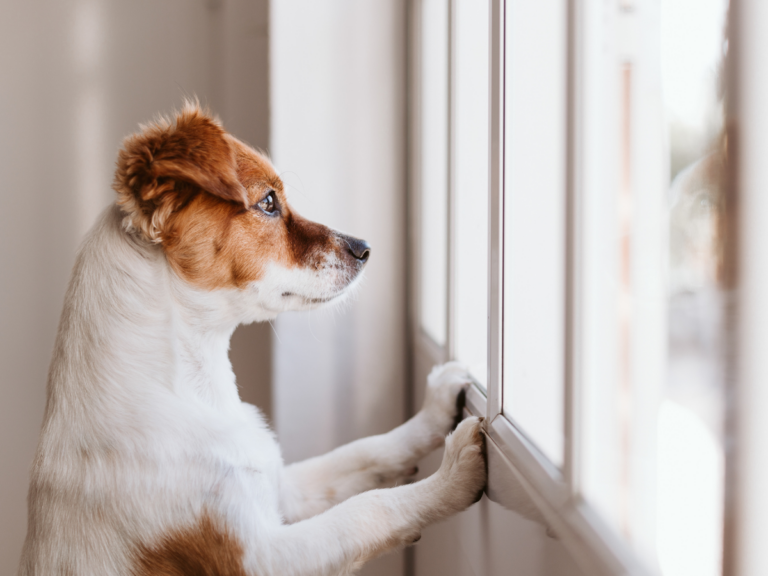 The Ultimate Guide to Easing Separation Anxiety in Dogs