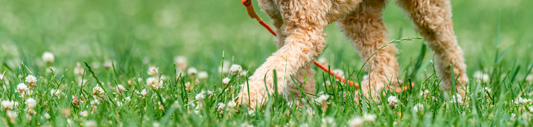 Dog walking through green grass with flowers