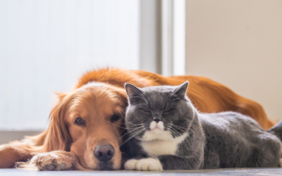 An Owners Guide to Pet First Aid Preparedness