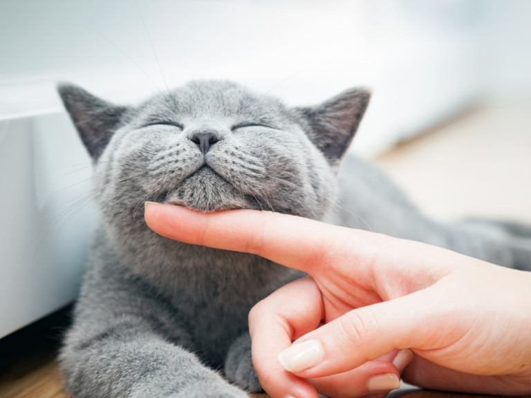 Grey cat smiling while resting chin on owners finger