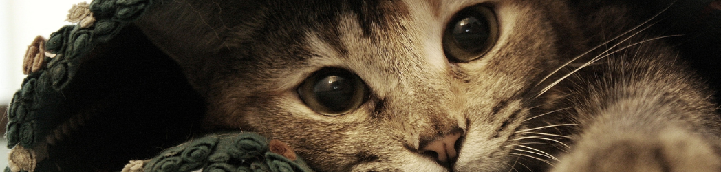 Kitten facing camera under a blanket